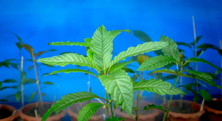 Kratom Addiction: How It Starts, What It Looks Like, and What Helps